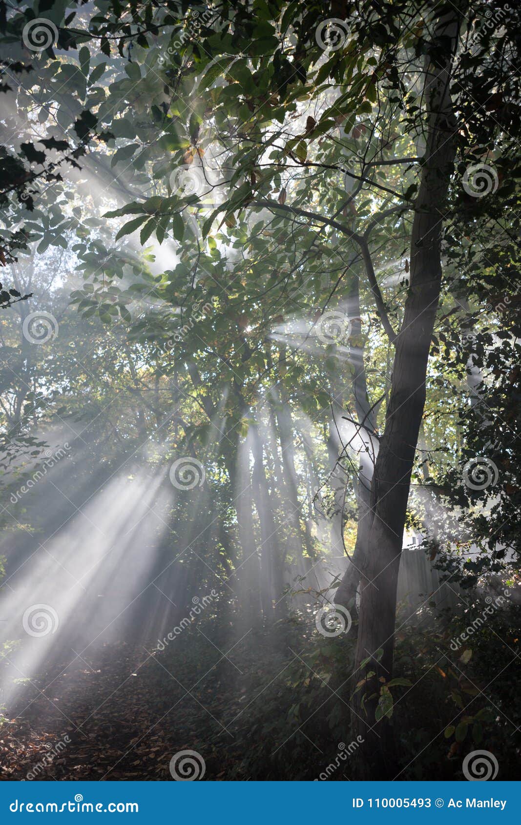 light streaming through trees.