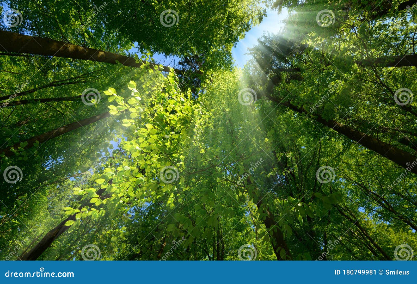 rays of light beautifully enhancing a tree canopy