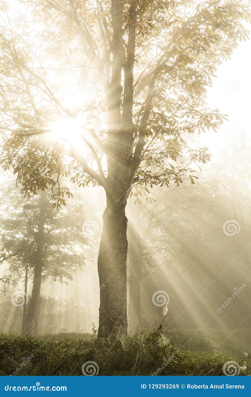 Rays of Light Filter through the Fog and Branches of a Tree Stock Image