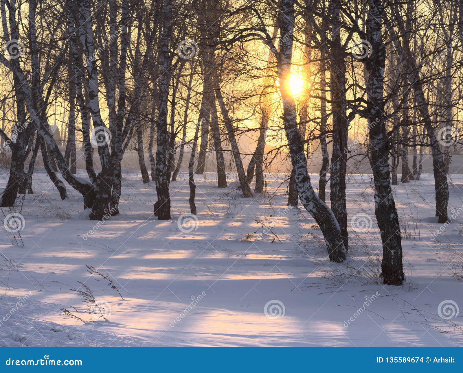 Rays of Sun through Birch Trees in Winter Stock Photo Image of nature