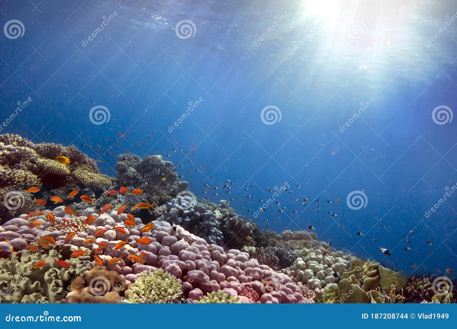 Rays of the Sun through the Ocean and Coral Reef Stock Photo - Image of ...