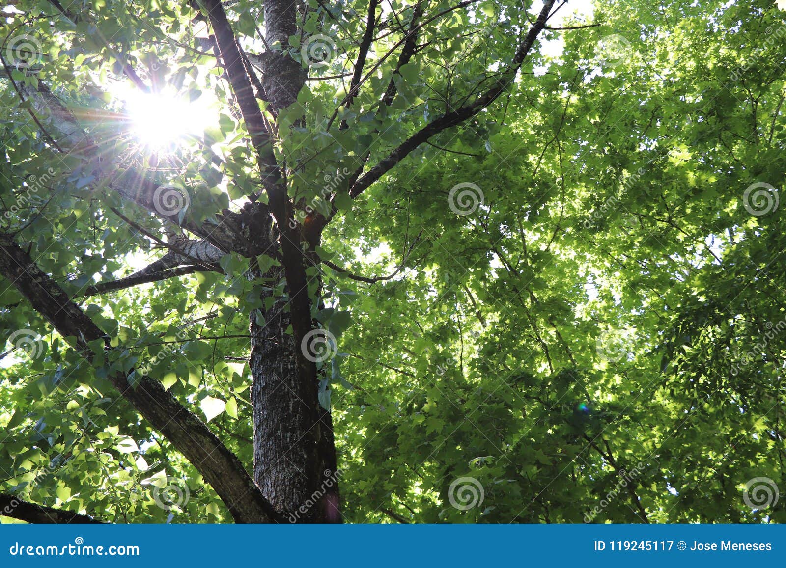 rays of sun in the trees