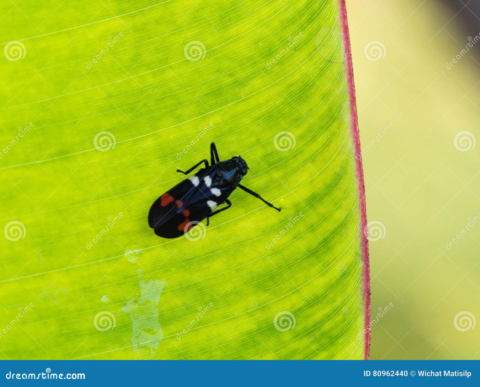 Couronne De Noël, Rayures Rouges Et Vertes, Bow Ruban PNG - Couronne De