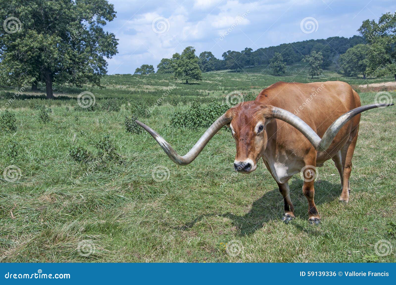 Raza De Ganados De Texas Longhorn Foto de archivo Imagen de tauro