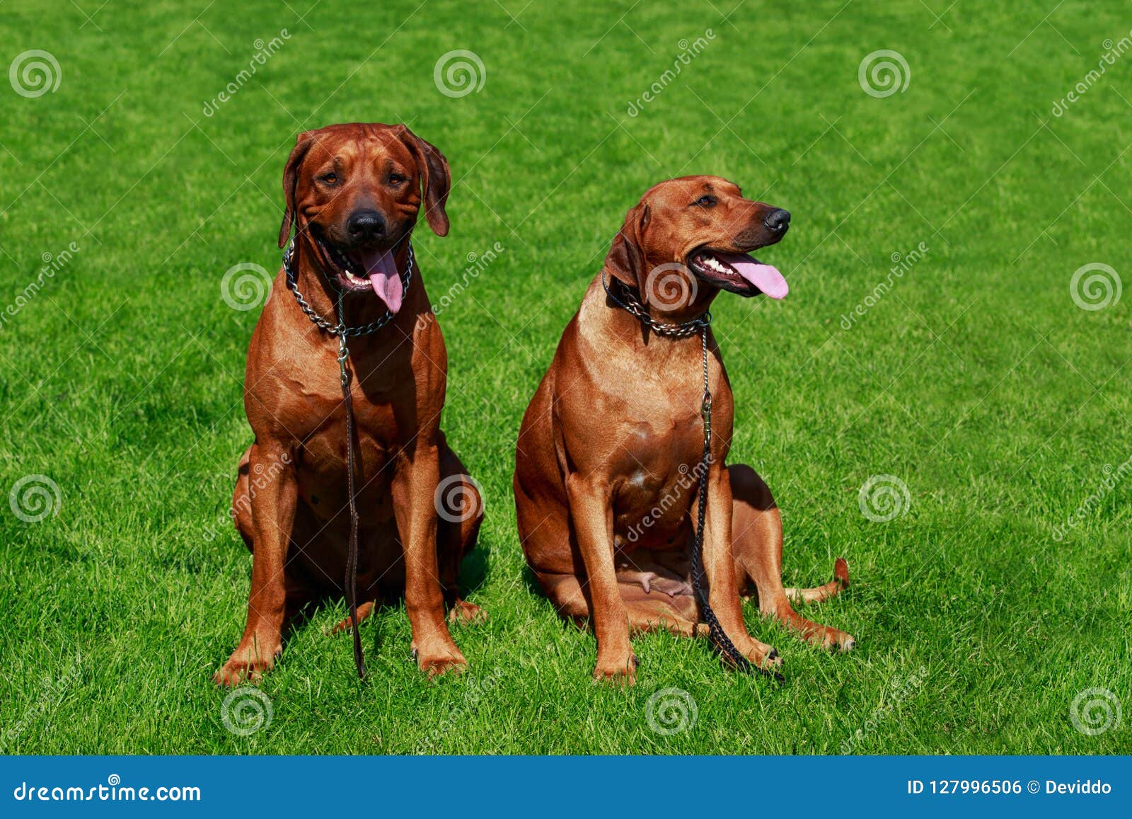 raza rhodesian ridgeback