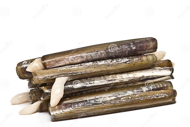 Razor clams. stock image. Image of razors, nutrition 13528849