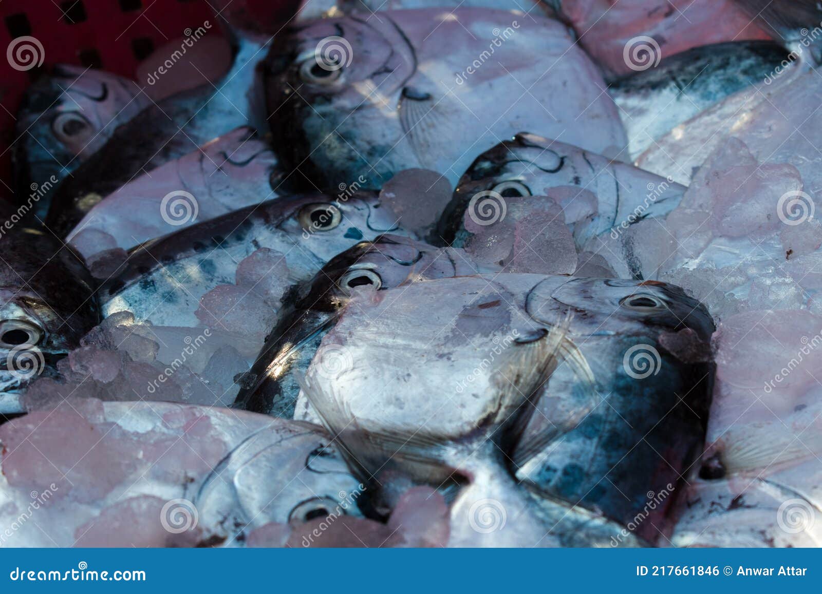 razor moonfish with selective focus and shallow depth of field