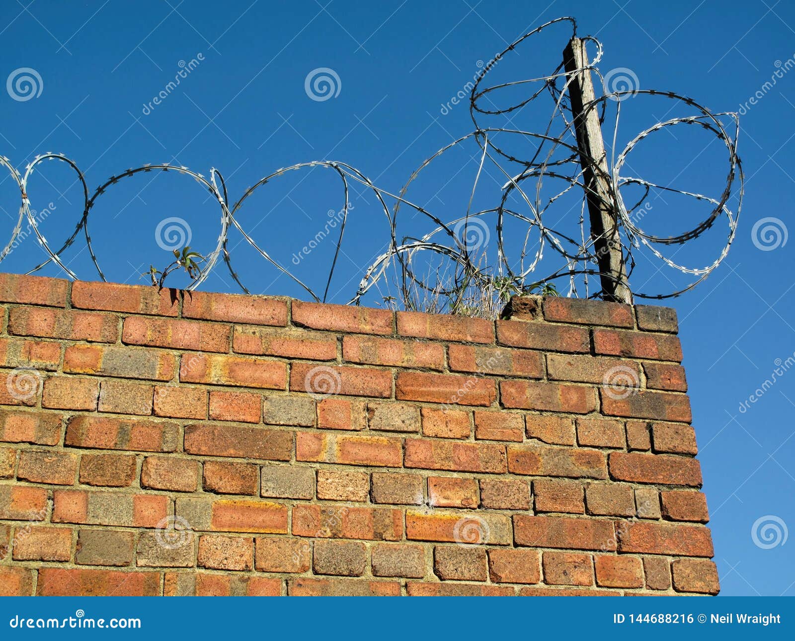 Razor Wire Security Protection on Brick Wall Stock Photo Image of secure, crime 144688216