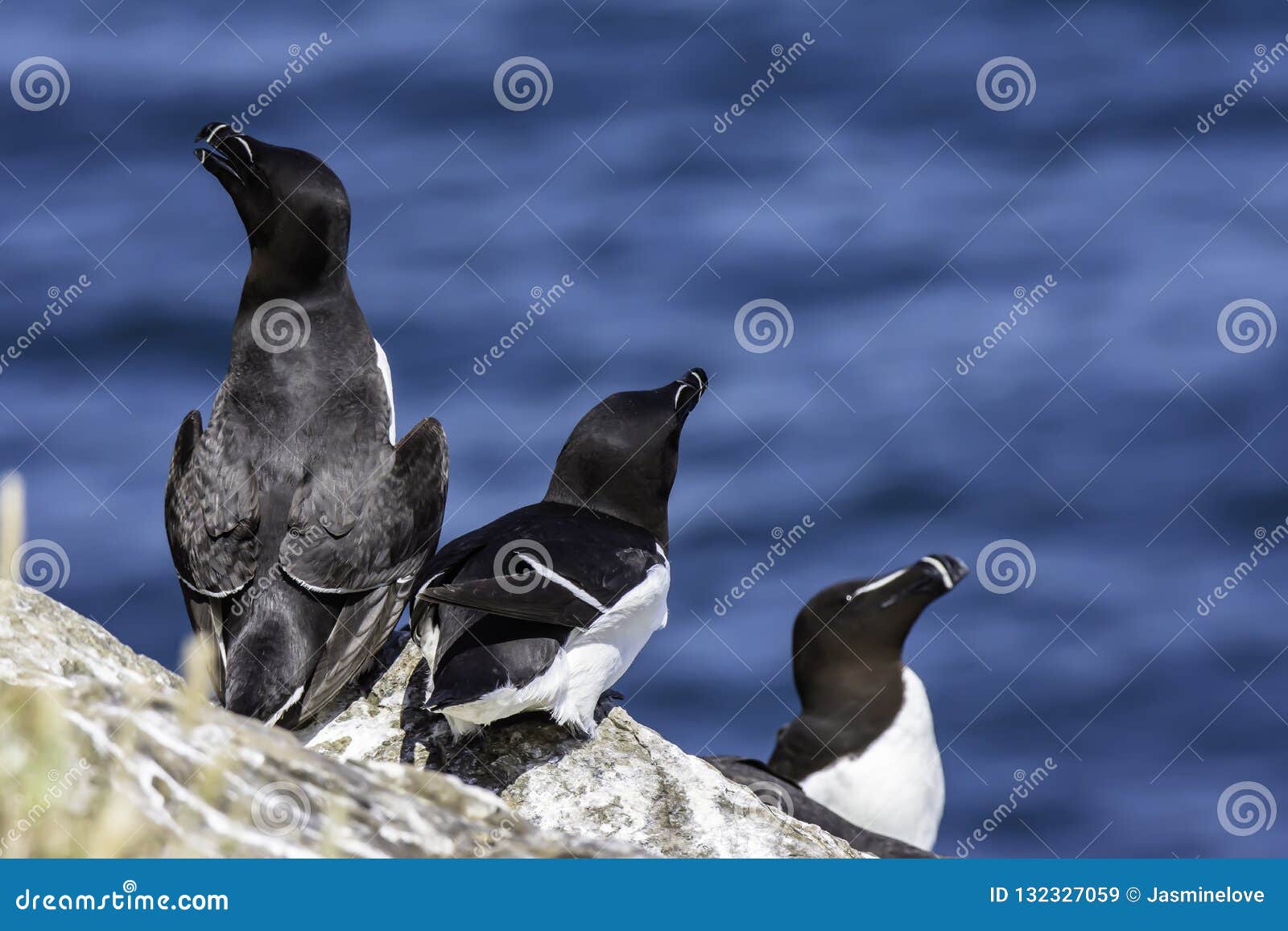 razorbills nesting on cliff shelve
