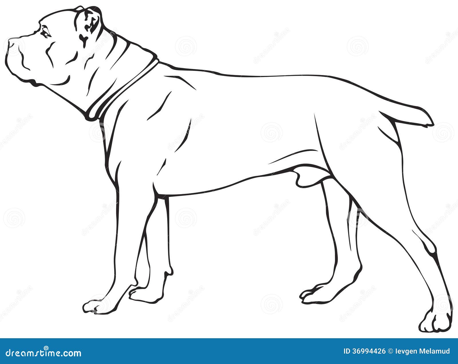 Razza del cane di Cane Corso Libera da Diritti