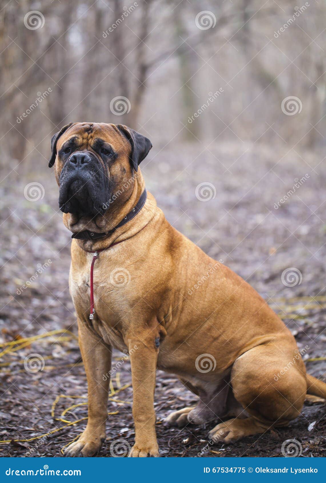 Razza Inglese Del Cane Del Mastino Immagine Stock Immagine Di Animale Ritratto