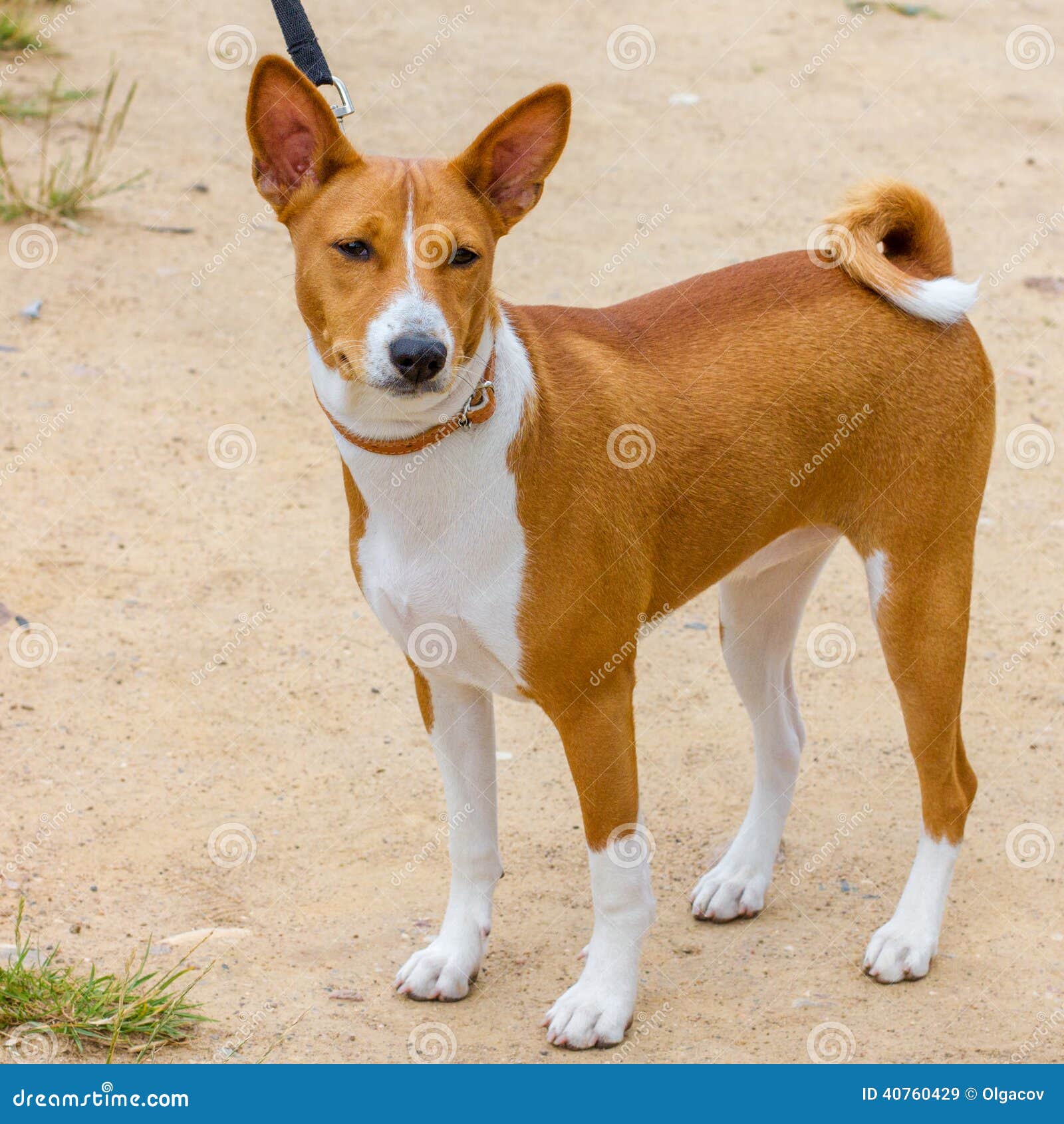 Raça De Basenji Do Cão De Caça Imagem de Stock Imagem de cauda, marrom 40760429
