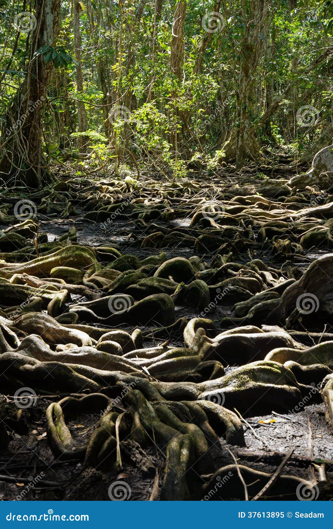 Raíces extrañas del árbol en el bosque tropical. El árbol extraño arraiga en el bosque tropical de Panamá, del Toro de Bocas, del Caribe