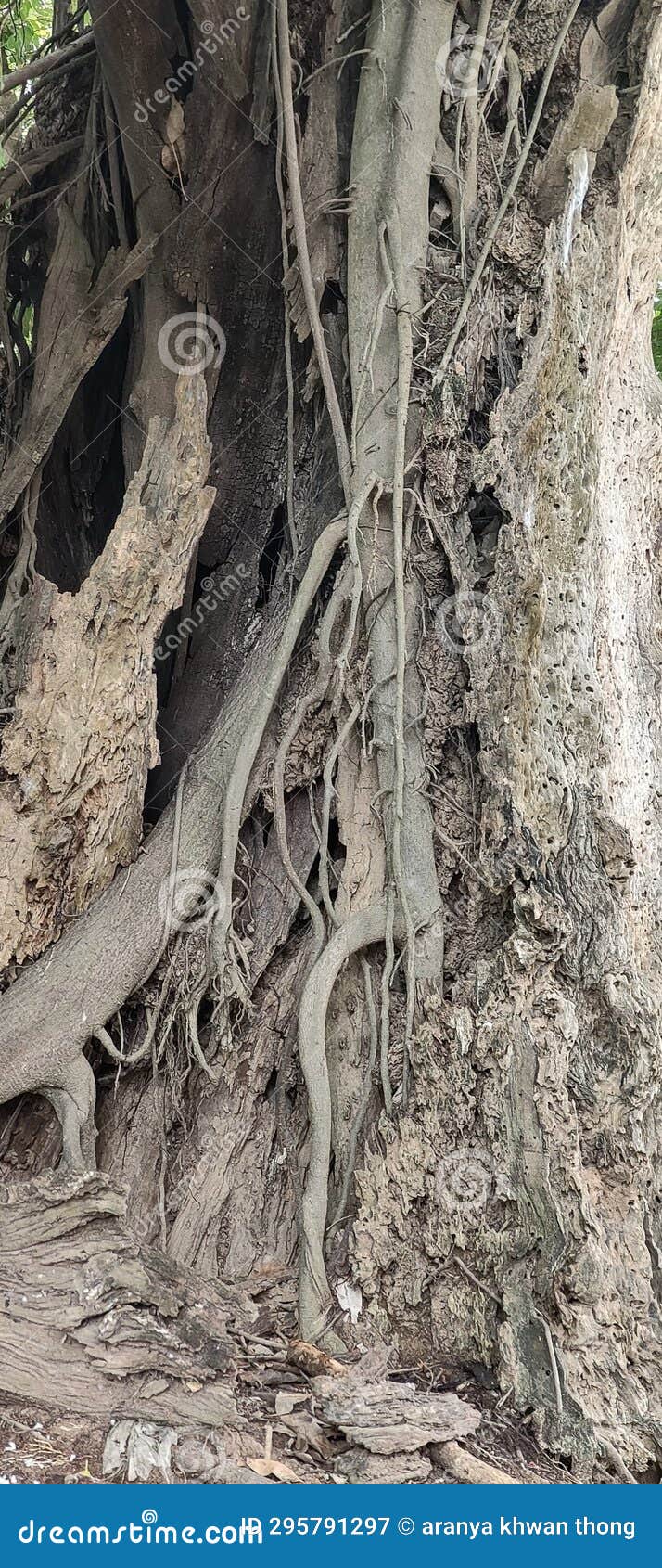 raízes de árvores que crescem ao lado do tronco de uma grande árvore