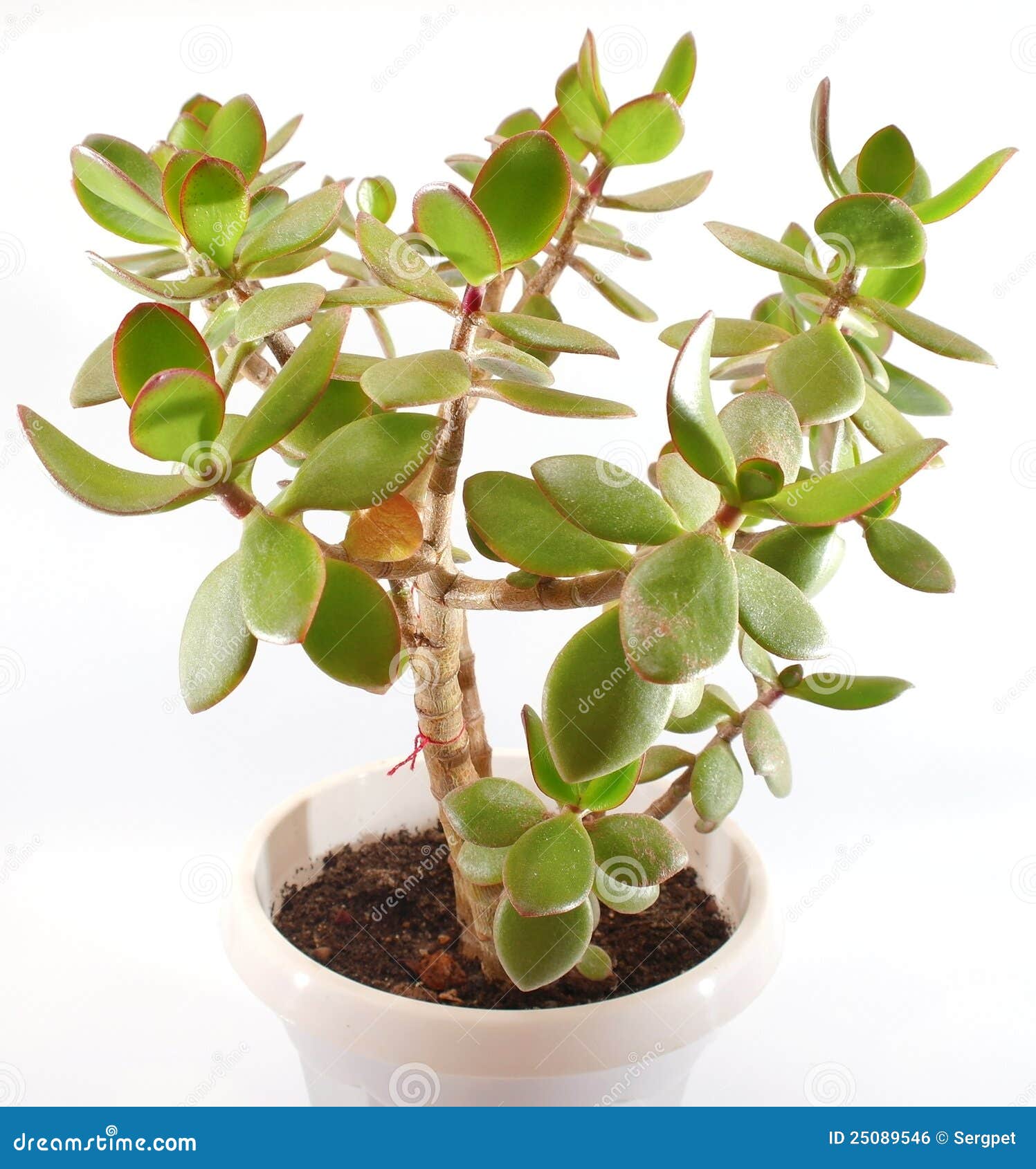 Plantas Naturales Árbol Del Dinero Chino (Pilea) | Planta De Interior Real  | Maceta 12 Cm | Atrae La Suerte | Fácil Cuidado Planta Del Dinero, image size:1497x1690
