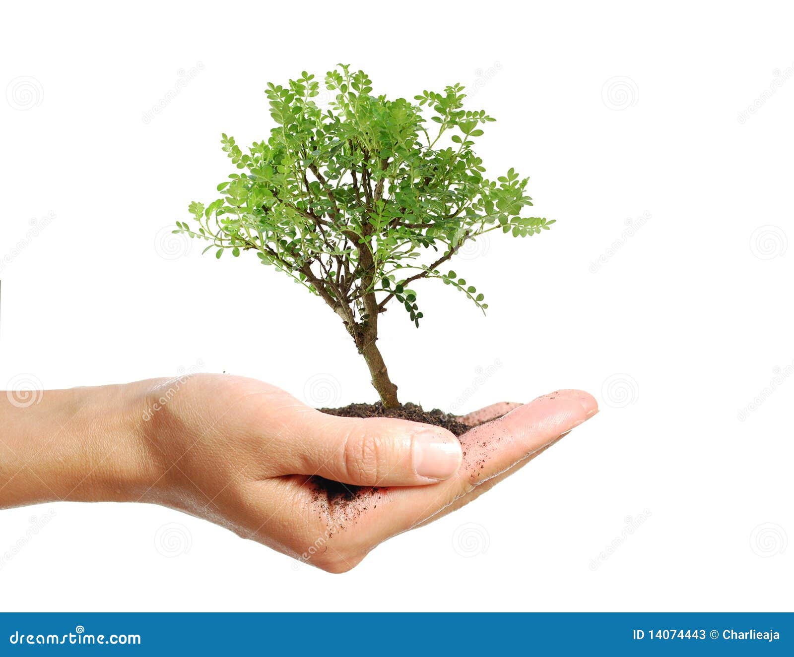 Árbol En Una Mano Fotos de archivo Imagen 14074443