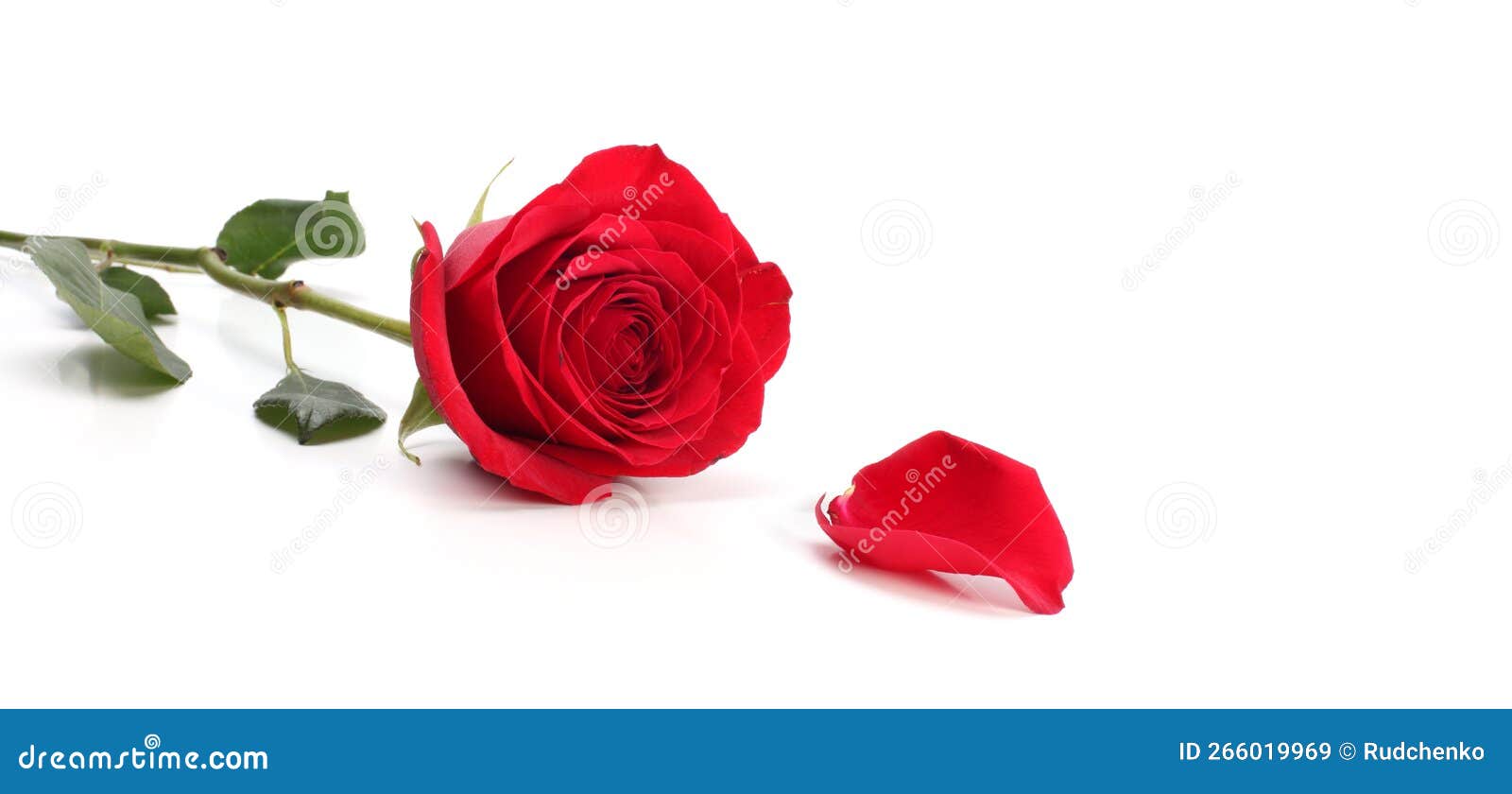 rea rose flower on white horizontal long background