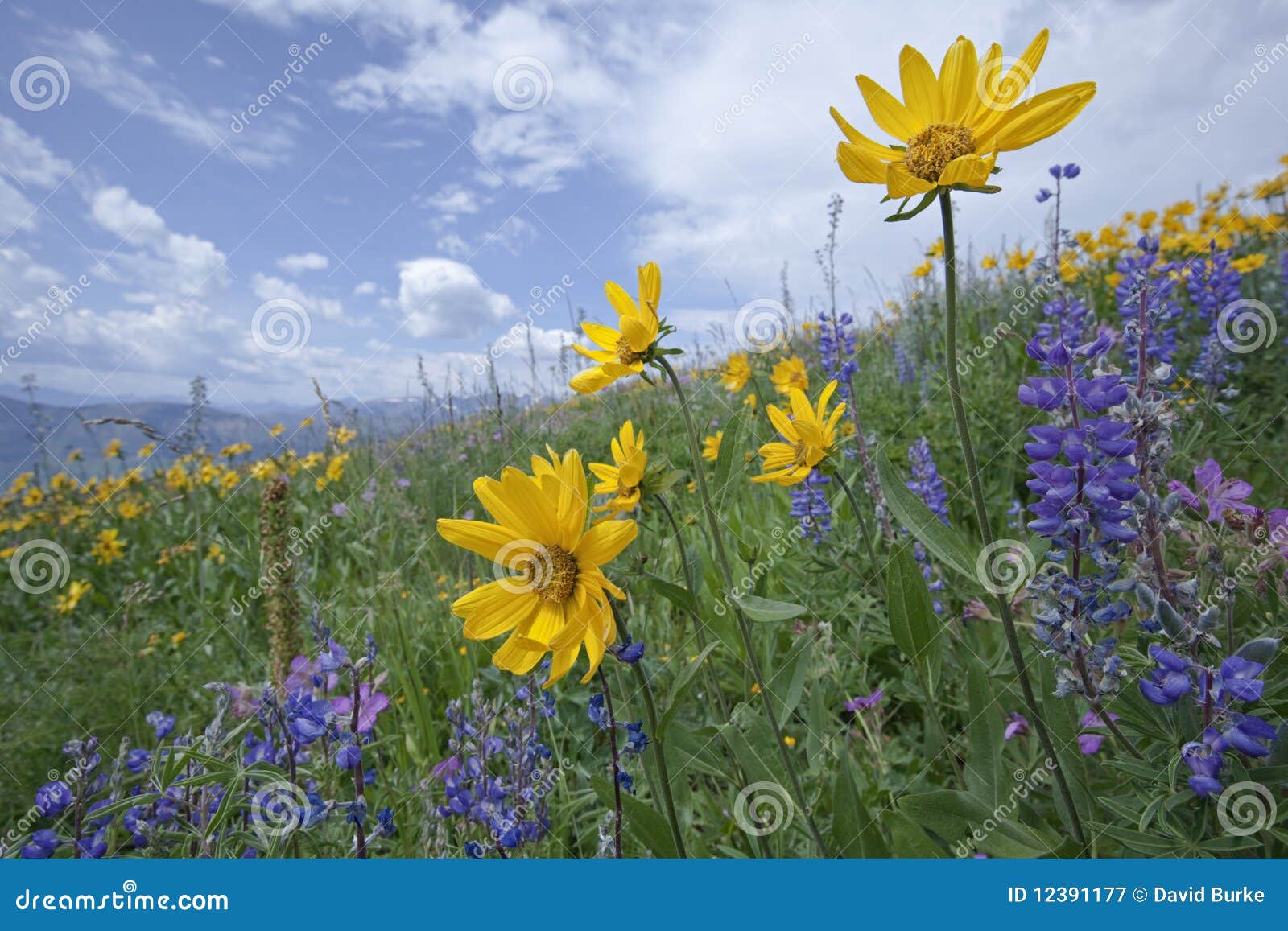 mountain wildflowers common sunflower blue sky flowers wildflower