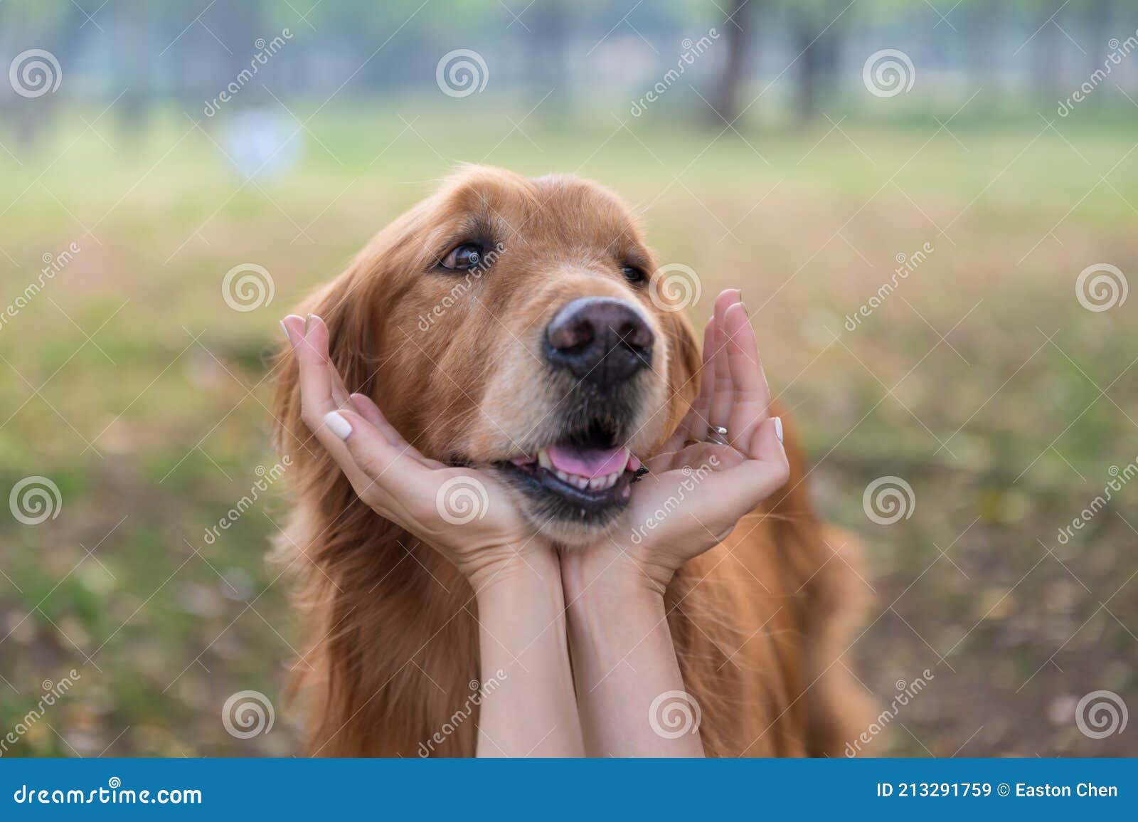 Reaching Out To Touch The Face Of The Golden Retriever Stock Image Image Of Animal Happy 213291759
