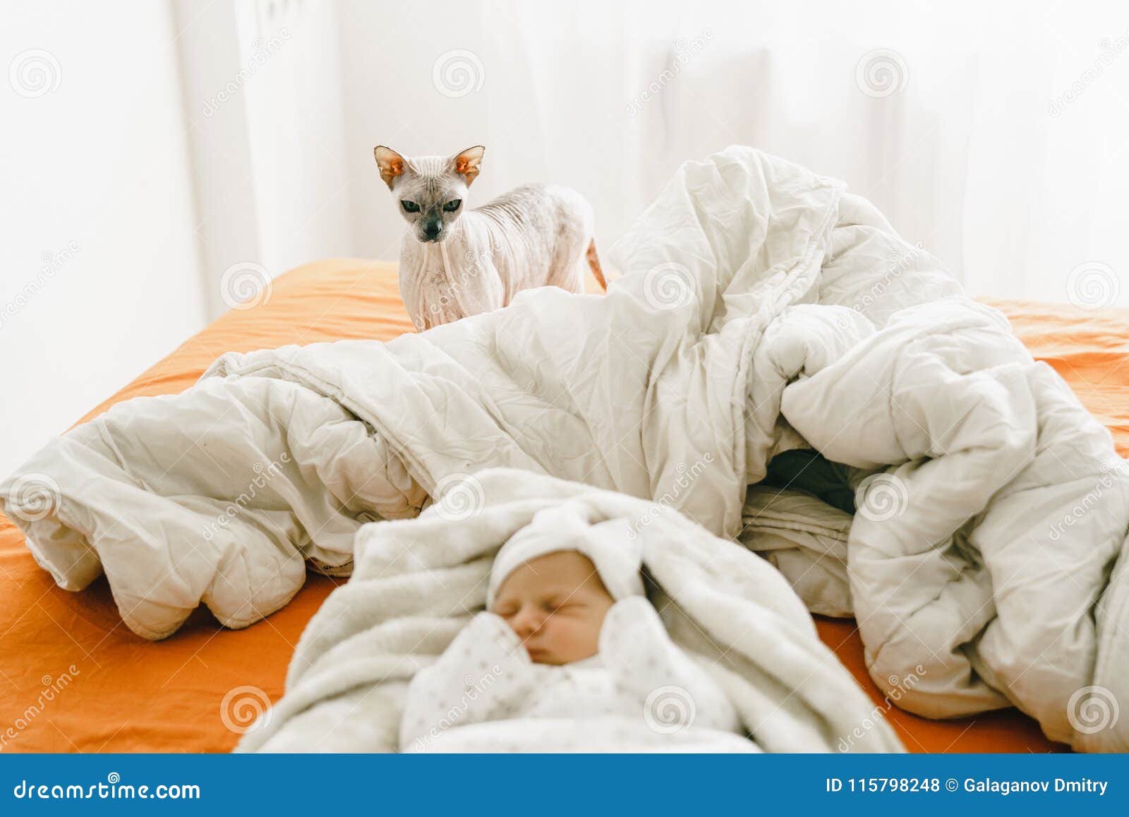 The reaction of a domestic cat to a newborn baby. The cat of the Don Sphynx looks attentively at the new member of the family. cat is in focus.