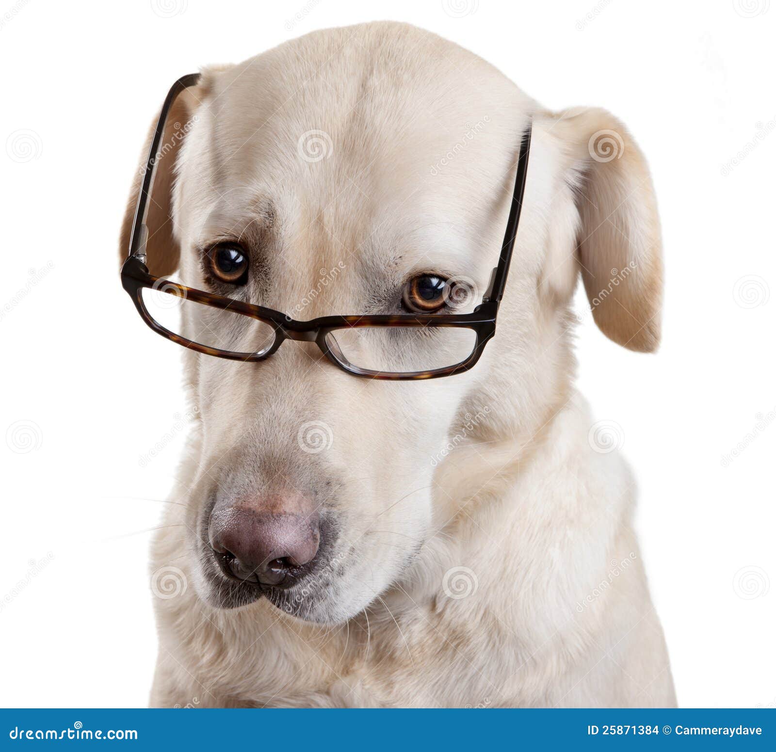 reading glasses funny dog