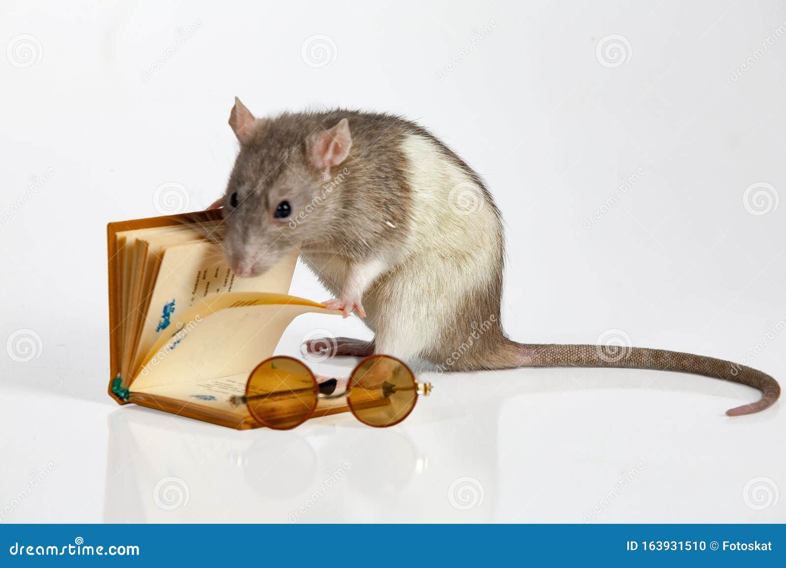 Reading Rat stock photo. Image of adorable, sniff, control 163931510