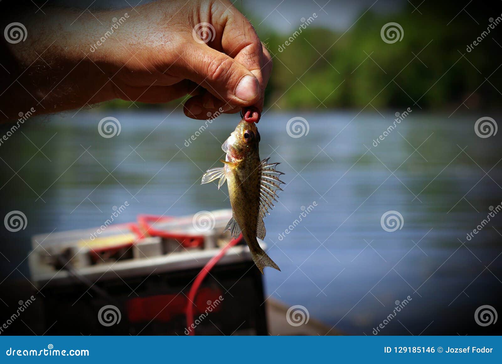 Tiny fish on the hook stock photo. Image of tiny, hook - 129185146