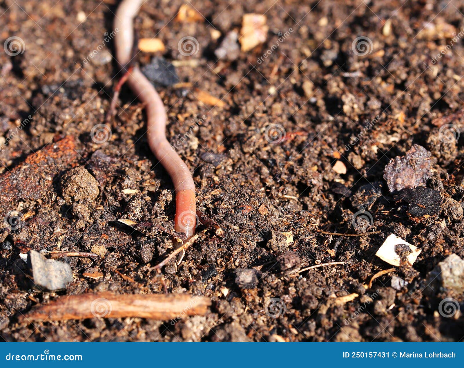Ready Composted and Sifted Soil with Earthworm Stock Image Image of