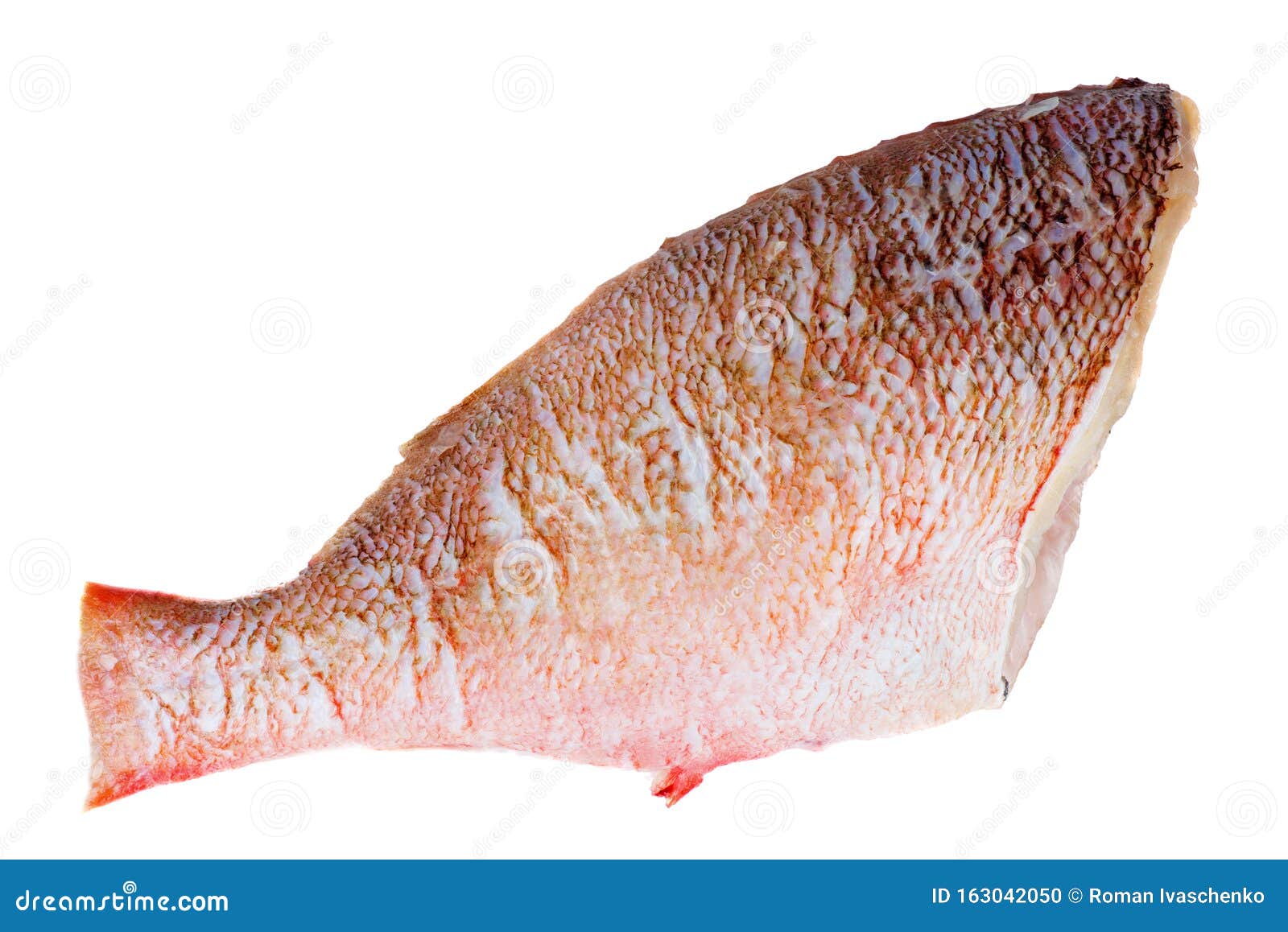 Red Perch Stock Photo - of seafood, fishing: 163042050
