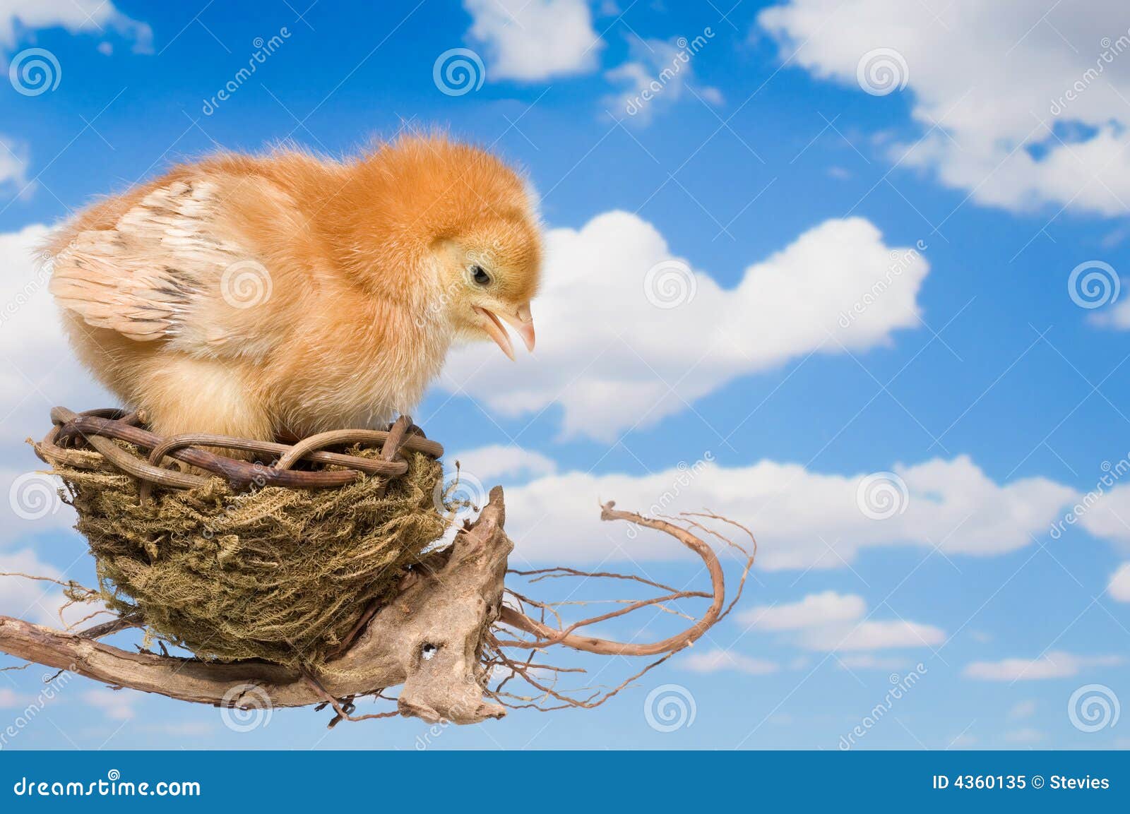 Ready to Leave the Nest stock image. Image of open, baby - 4360135