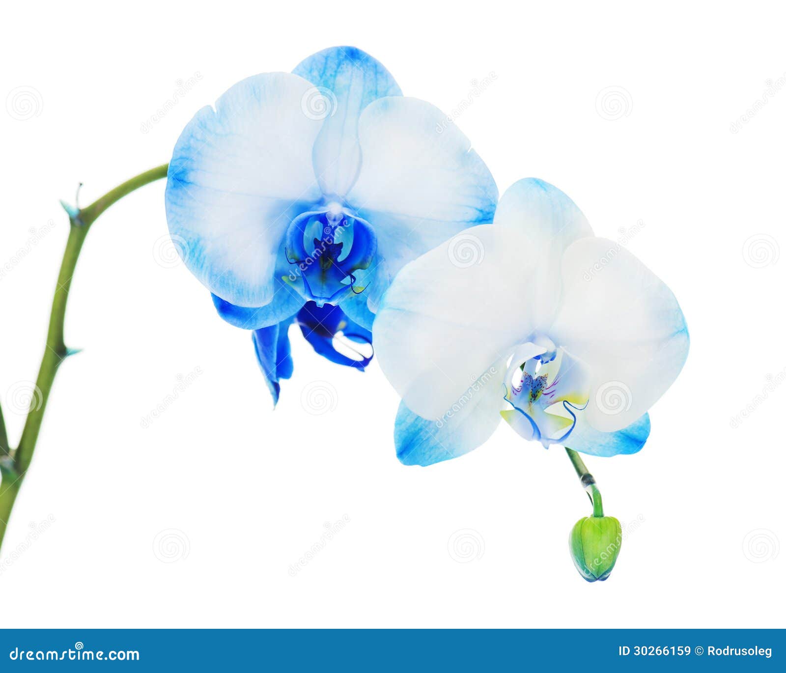 Real Blue Orchid Arrangement Centerpiece Isolated On White Stock Image