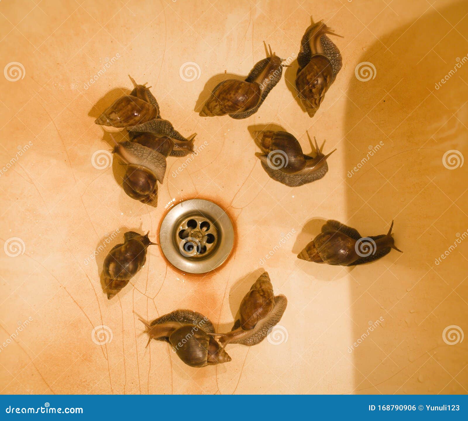 real buth tube sink with rust and lot of big snails, nobody farm concept