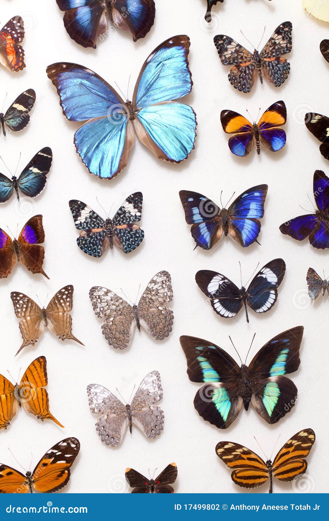 Real Butterfly Collection stock photo. Image of alluring 17499802