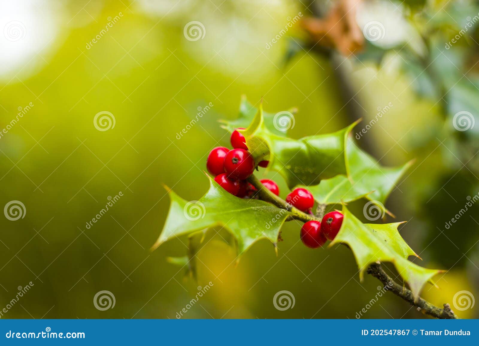 Real Christmas Berry Macro and Closeup, Tree and Leave Stock Image