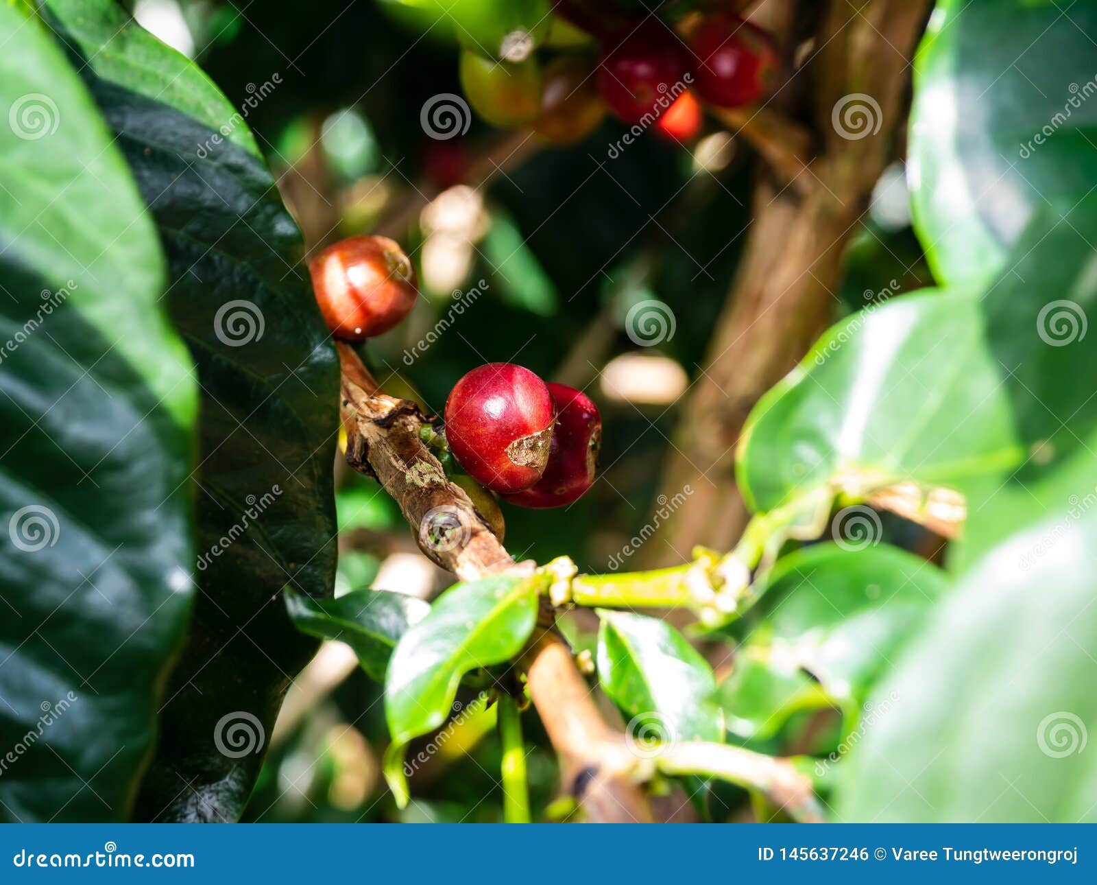 Real Coffee Beans Plants on the Branchs of Coffee Tree Stock Photo Image of bean, drink 145637246