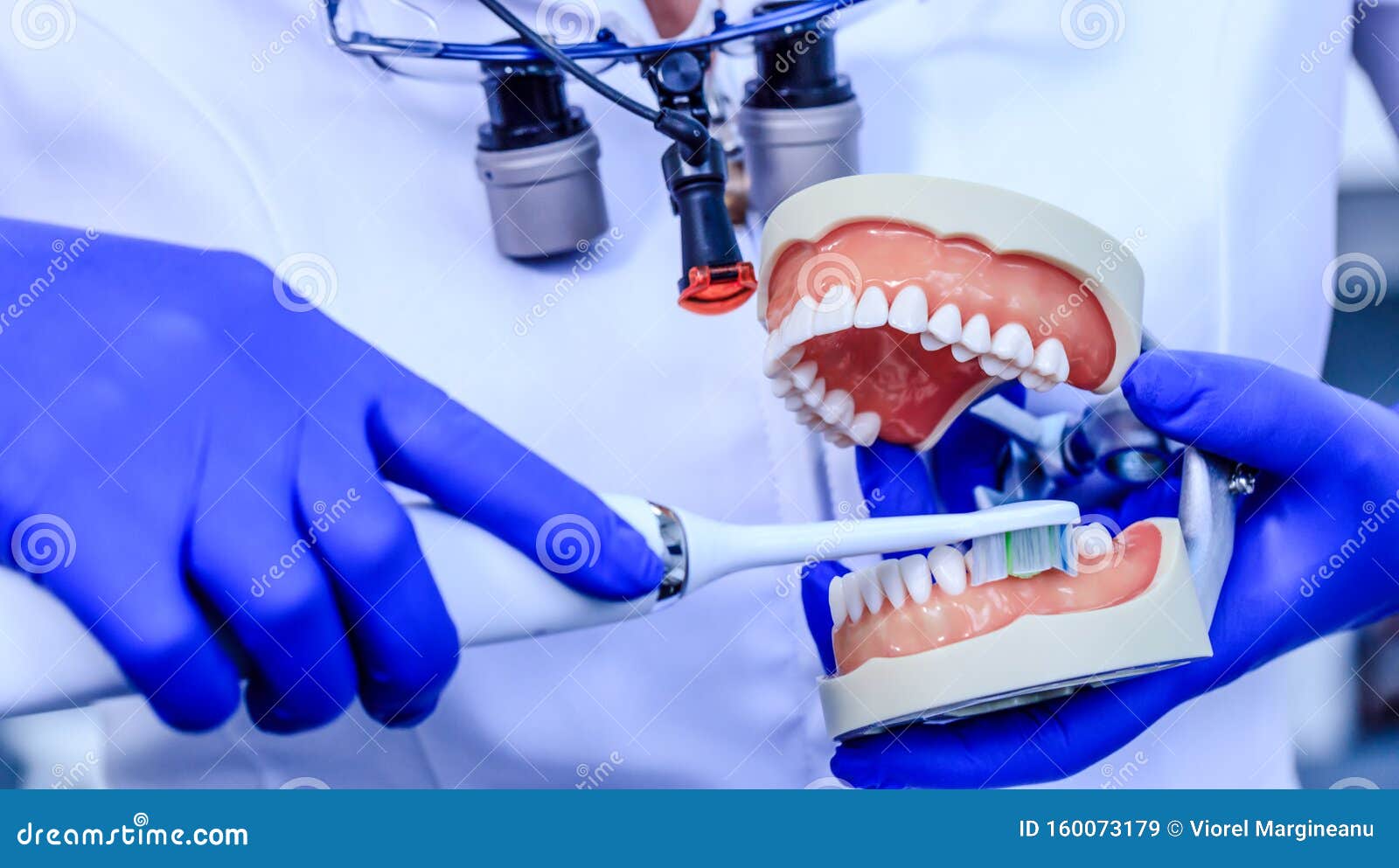 real dentist with blue gloves showing on a jaw model how to clean the teeth with tooth brush properly and right. doctor hands