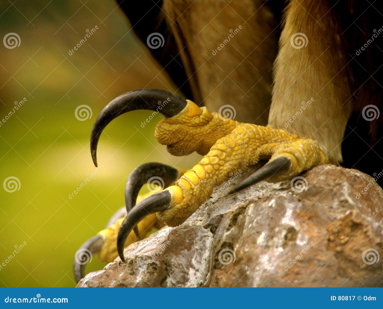 Real Eagle claws stock image. Image of possession, closeup - 80817