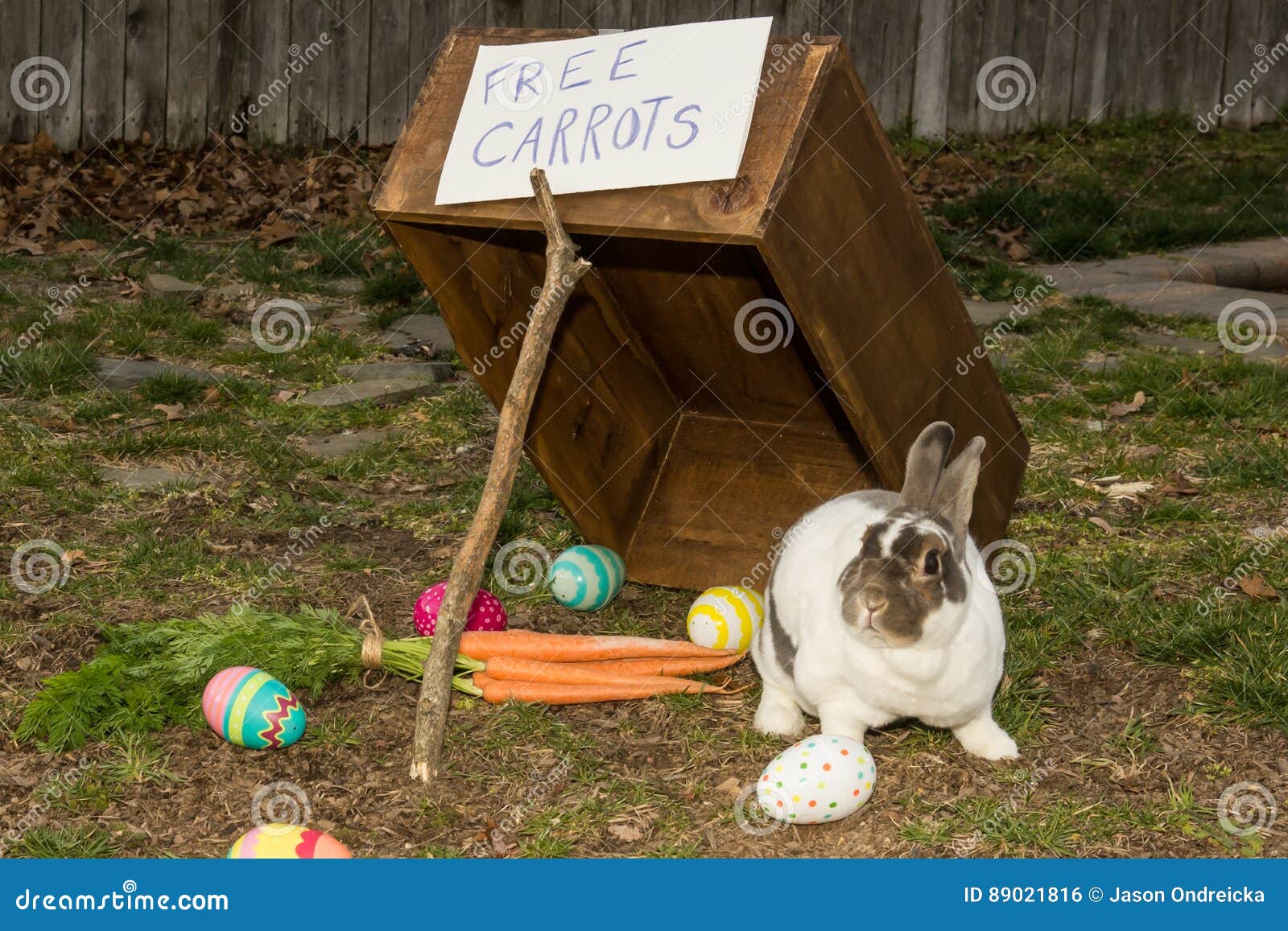 The Real Easter Bunny stock photo. Image of comical, colors 89021816