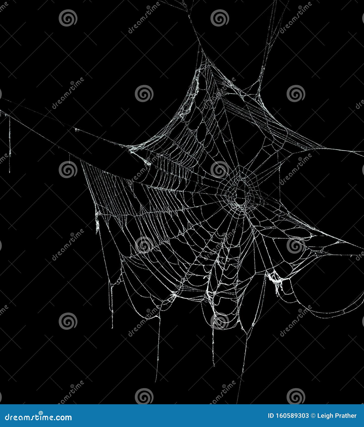 real frost covered spider web