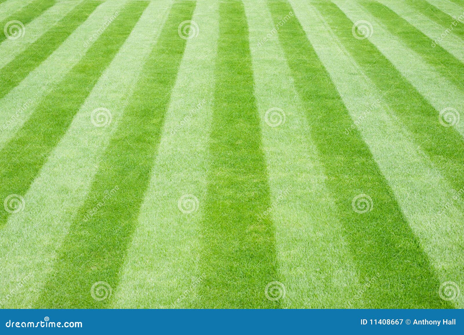 real grass striped lawn