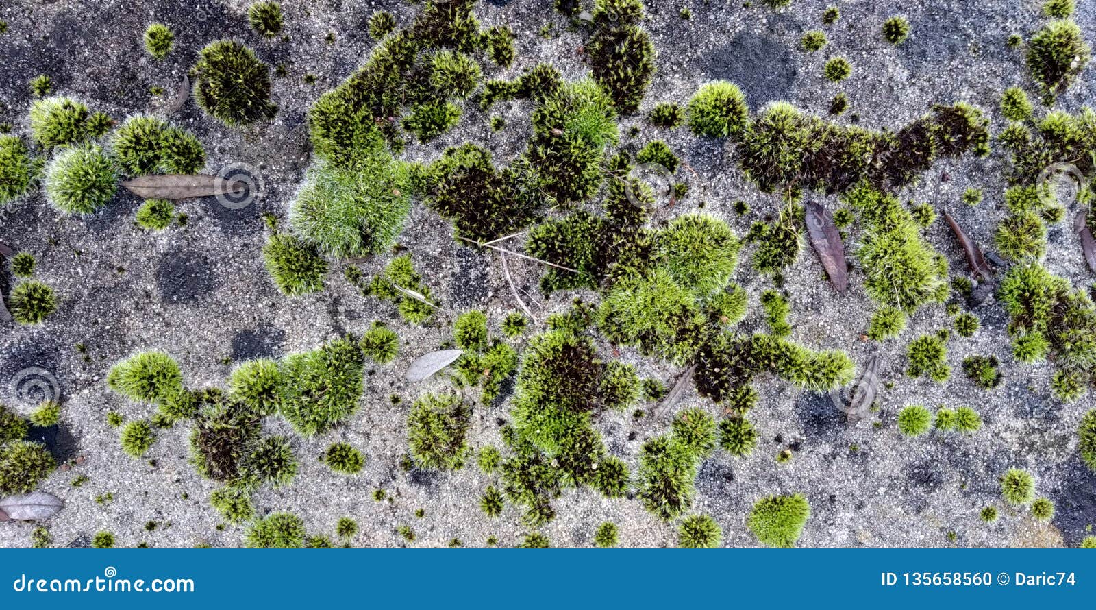 real green moss seamless texture