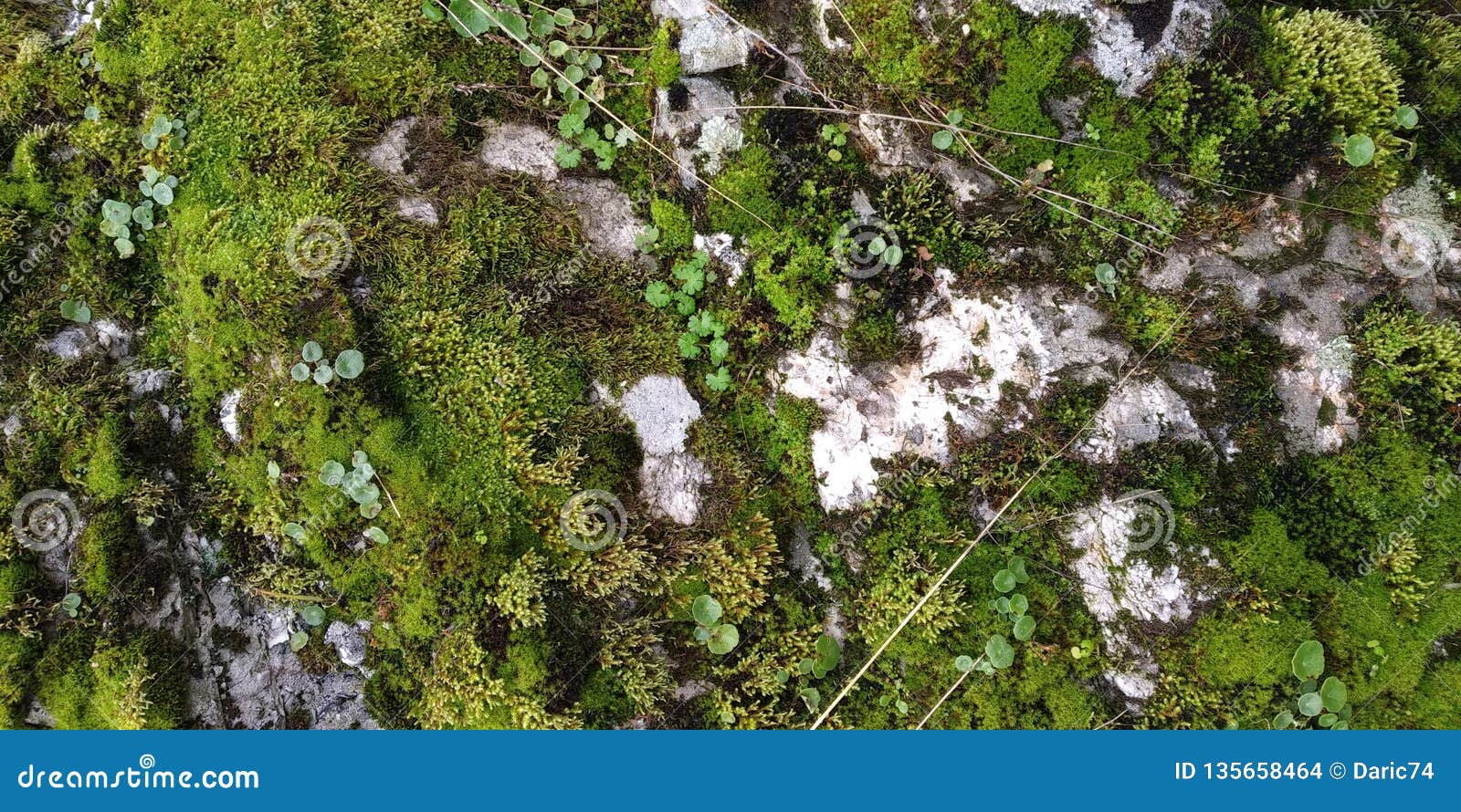 real green moss seamless texture