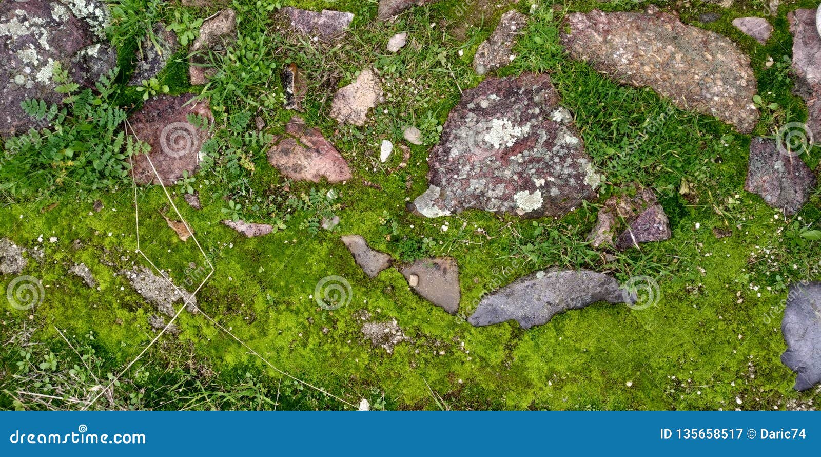 real green moss seamless texture