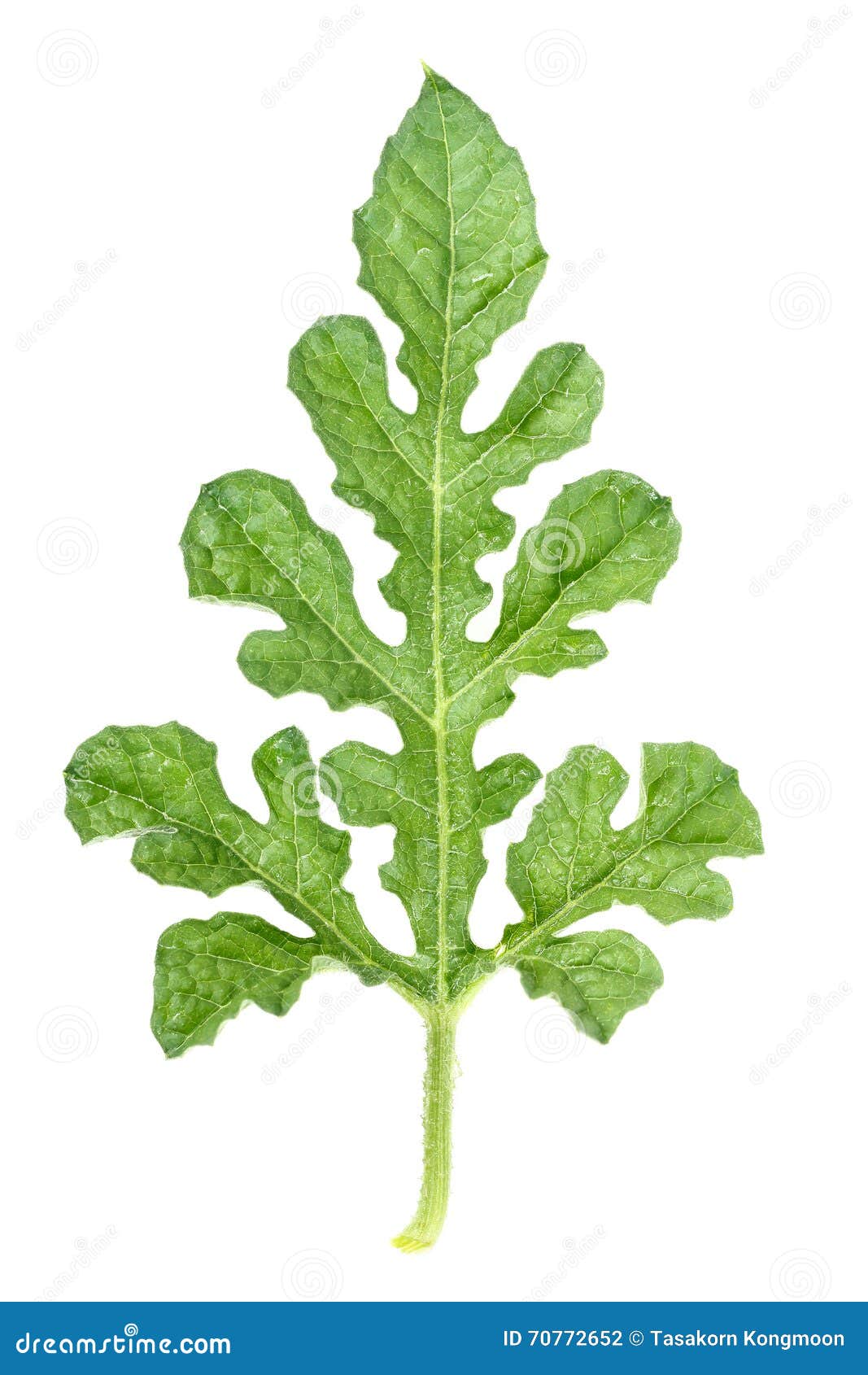 Real Green Watermelon Leaf Isolated on White Stock Photo Image of