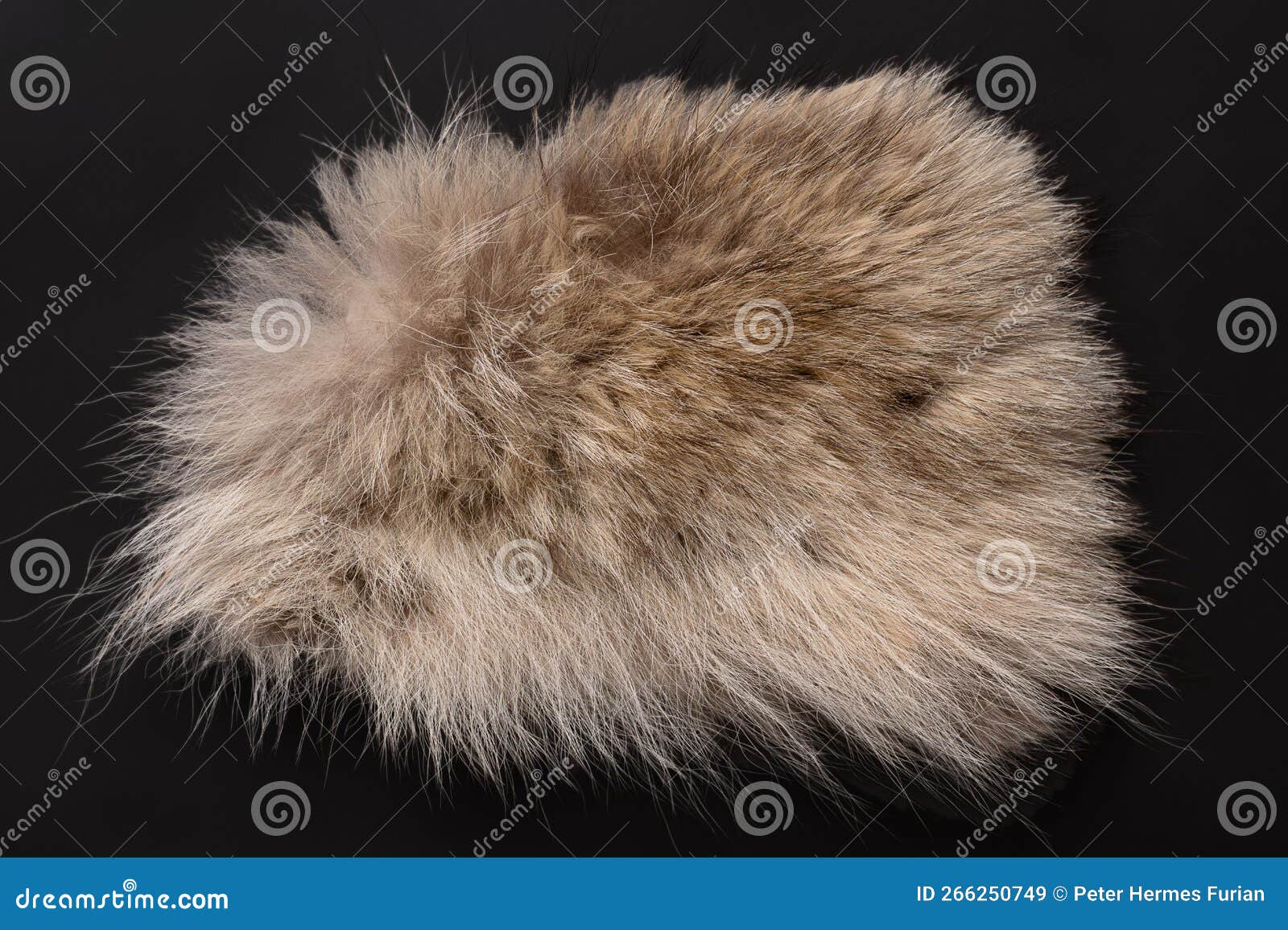 Real Grey Wolf Fur, Wolf Pelt from a Gray Wolf, Canis Lupus, from Above