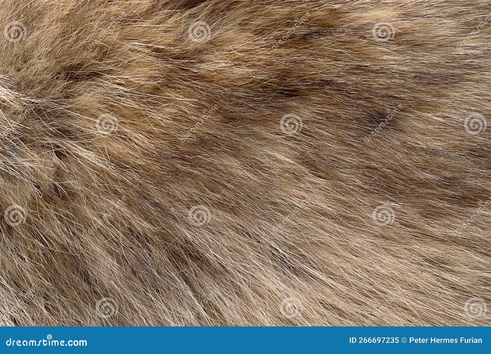 Real Grey Wolf Fur, Surface of Wolf Pelt from a Gray Wolf, Macro Photo