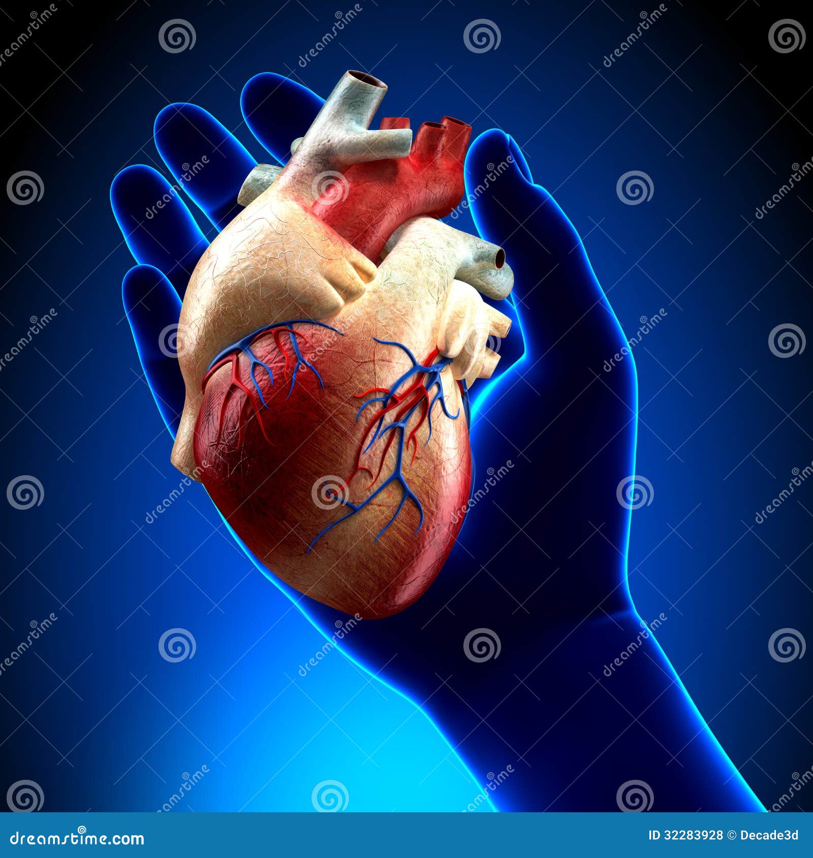 Real Heart in Blue Hand stock illustration. Illustration of idea ...