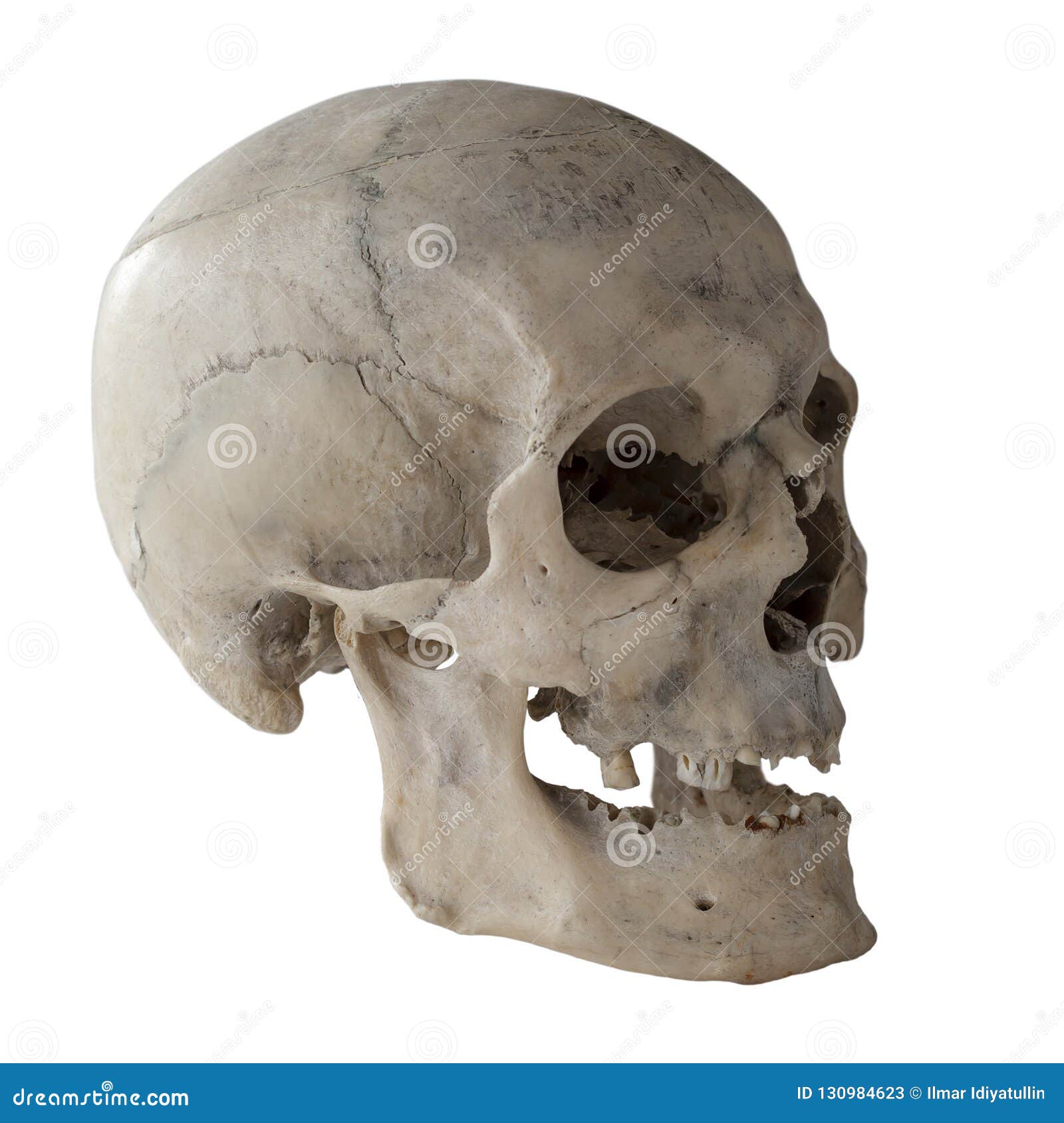 real human skull side view