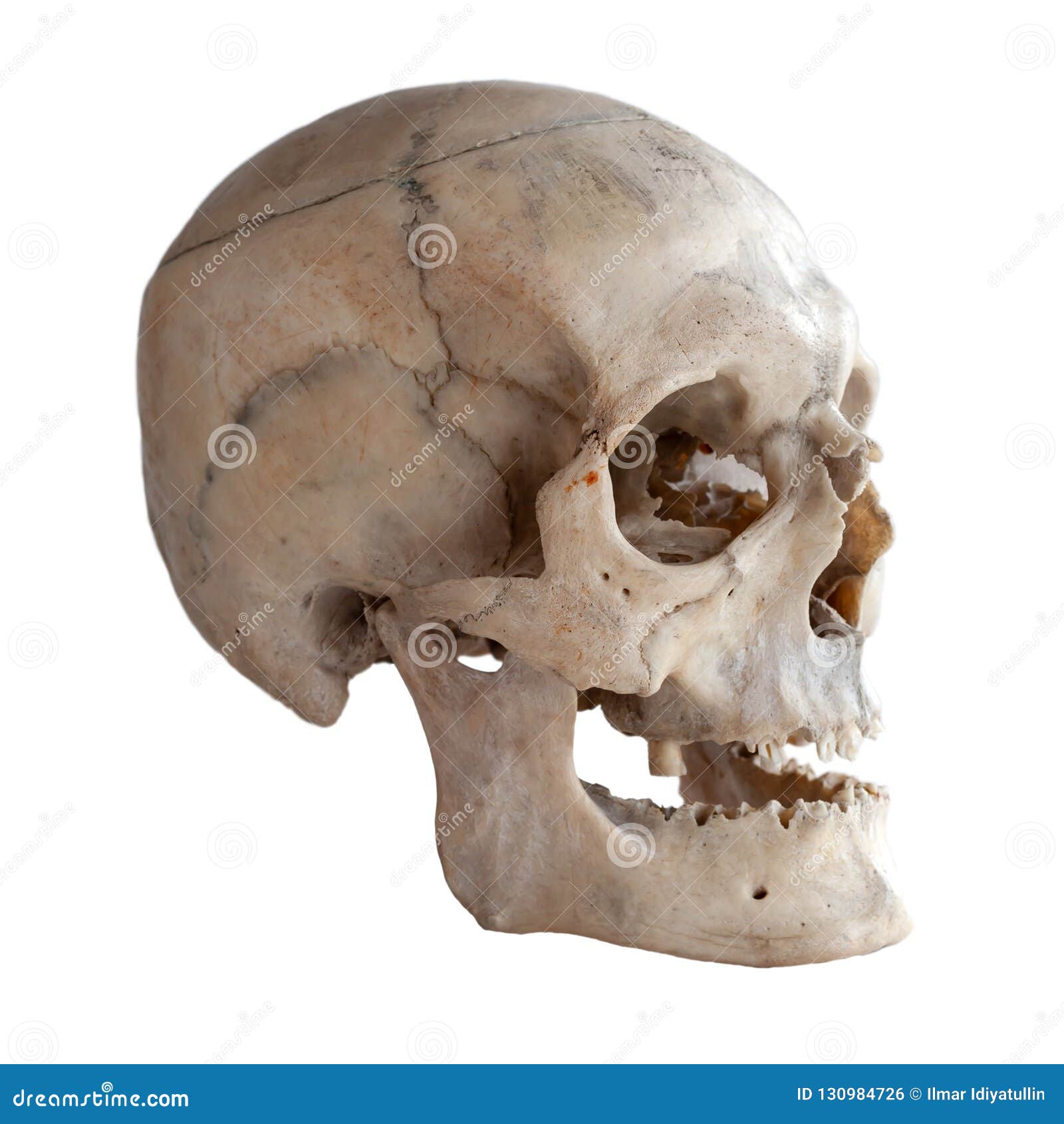 971 Real Human Skull Photos Free Royalty Free Stock Photos From Dreamstime