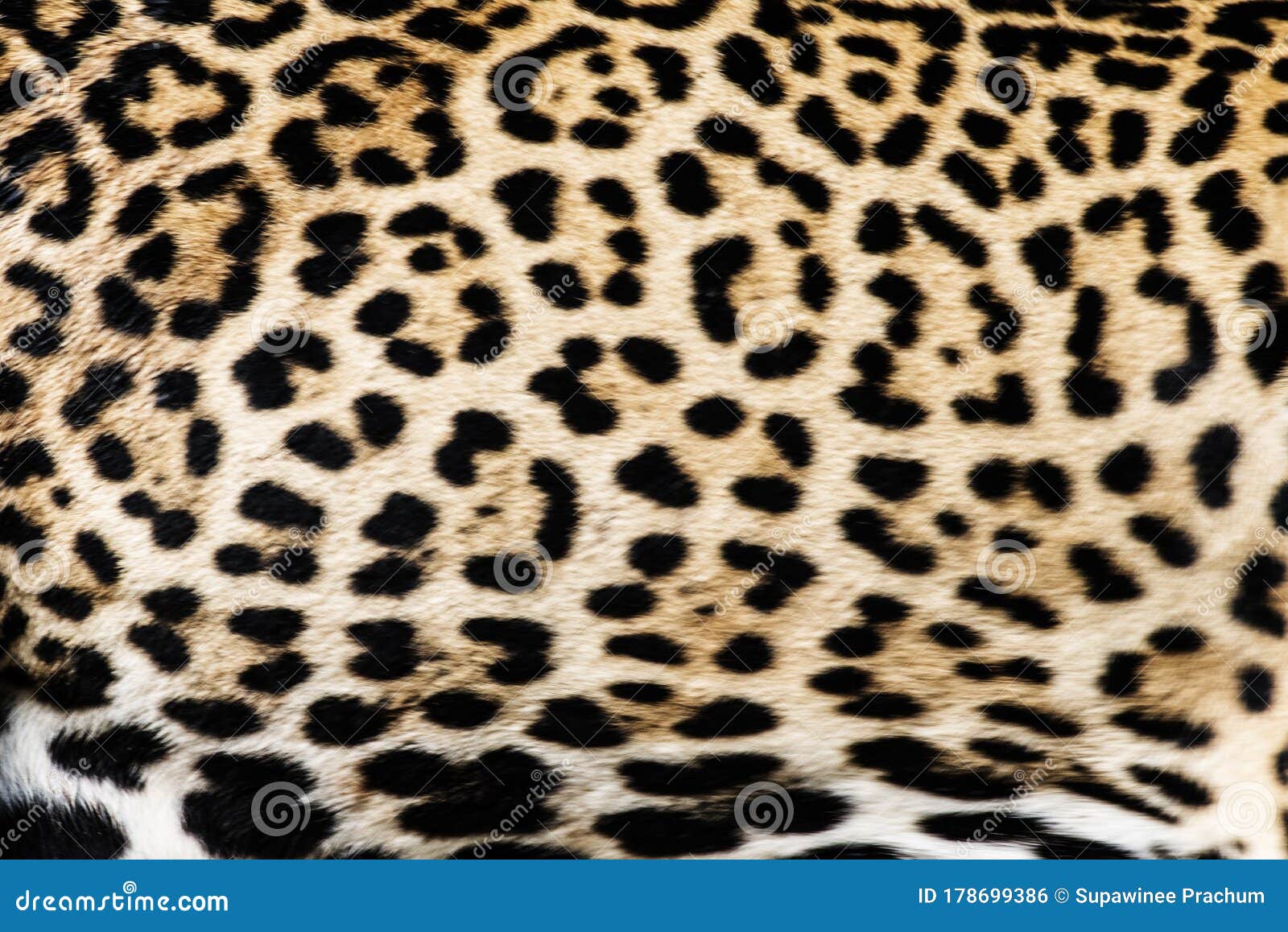 Jaguar Skin Pattern. Stock Photography 113028506